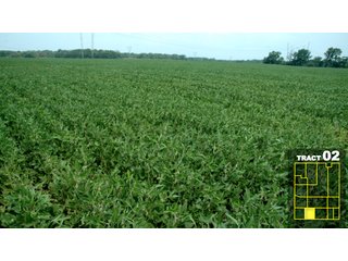 Property photo 10 - Land Auction 1035 Acres In 16 tracts - Farm Land - Sullivan Co. Indiana & Clark Co., Illinois